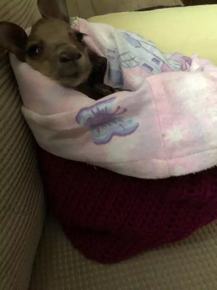 A joey snuggled into an Animal Rescue Craft Guild knitted pouch.