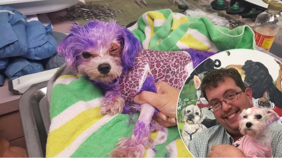Animal Cruelty: Poor Dog Nearly Dies After Her Owner Dies Her Purple