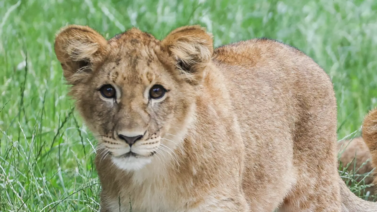 Newborn Lion Cub Freezes To Death In Subzero Temperatures At UK Zoo