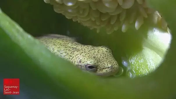 Canadian Couple Find A Live Frog Living Inside A Green Pepper