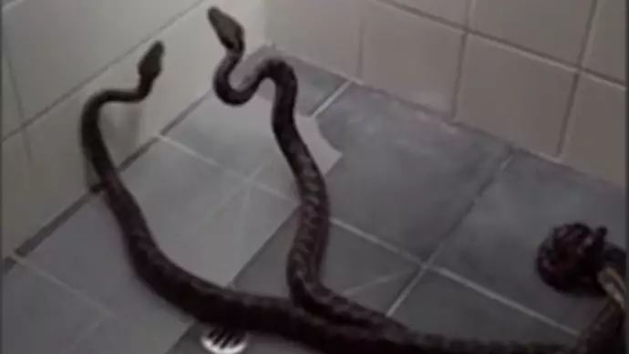 Aussie Mum Calmly Uses Broom To Sweep Two Fighting Pythons Out Of House