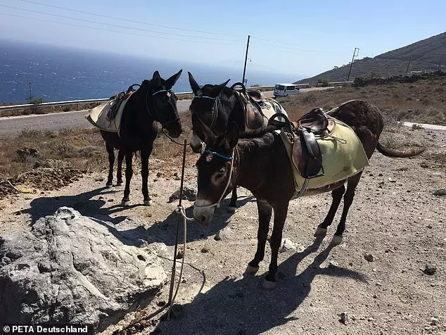 Donkeys are often tethered up in the blazing sun without shelter or water