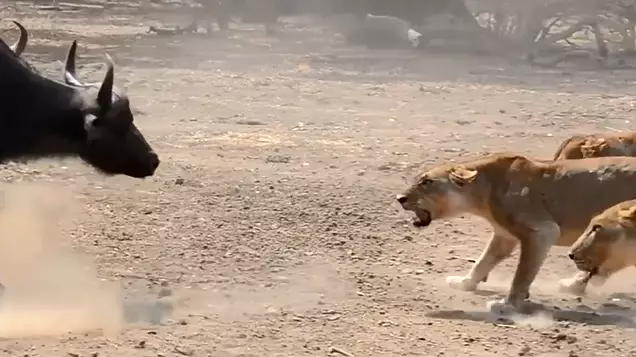 Herd Of Buffalo Takes On Pride Of Lions In Dramatic Clip 