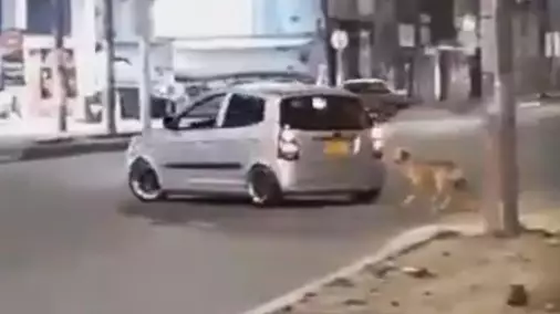 Heartbreaking Moment Dog Abandoned On Road Chases Car 