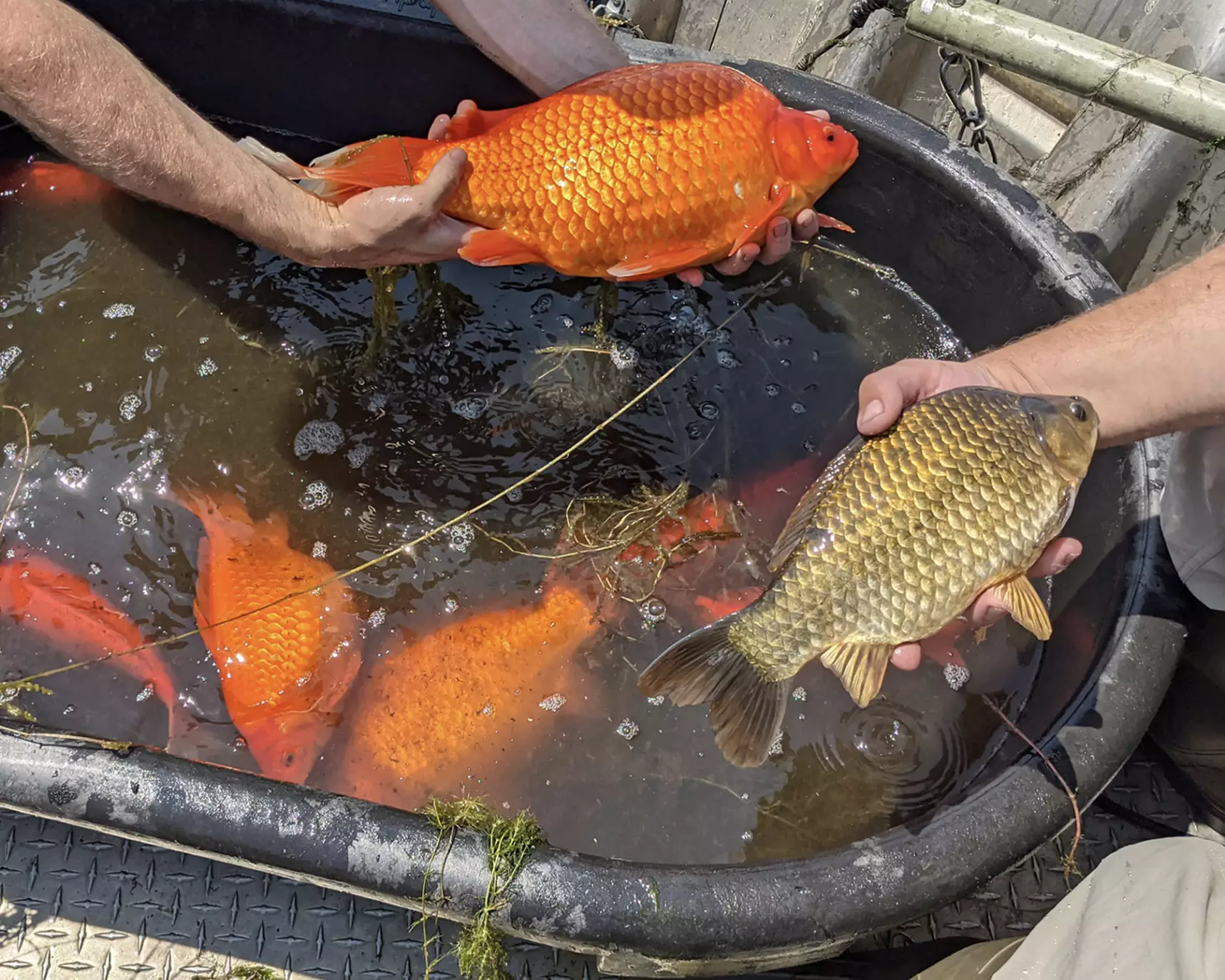 Experts have now issued a warning against releasing goldfish into the wild (