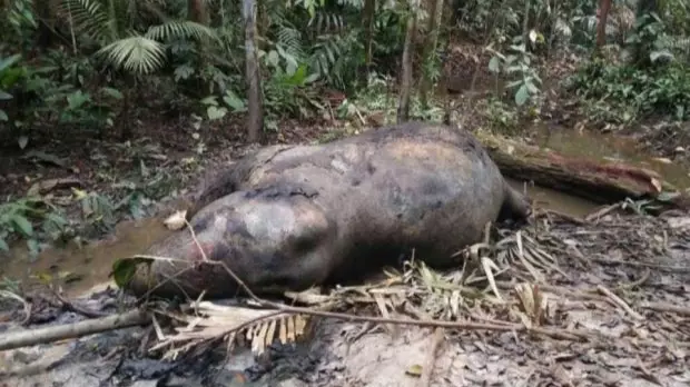 Thirty-Year-Old Elephant Found Shot Dead In Malaysia