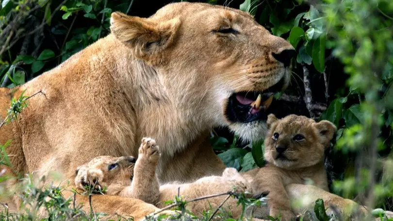 Two Lion Cubs Born On David Attenborough's Dynasties Have Died