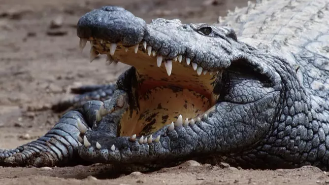 Crocodile Bites Fellow Croc In Half And Swallows It Whole