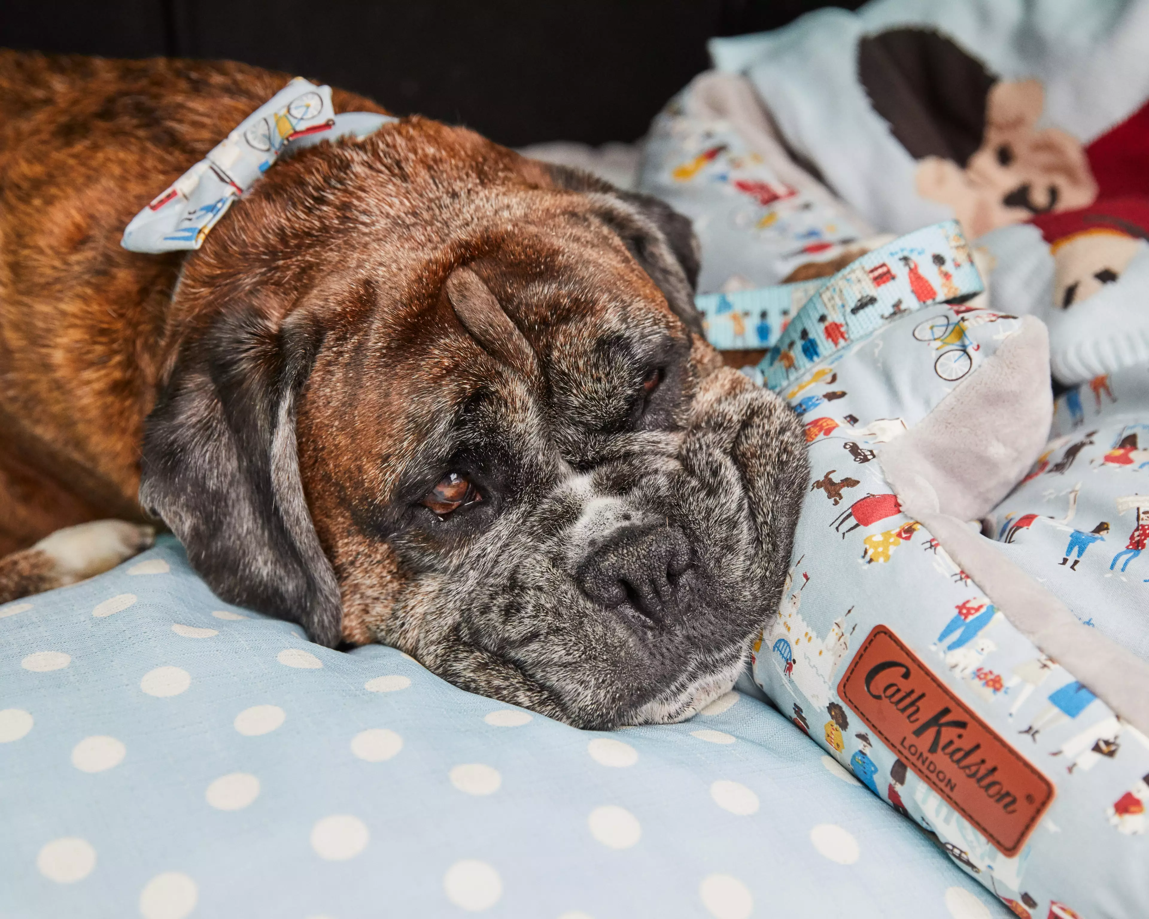 Cath Kidston has launched a nationwide search to find a dog to model its 2021 collection (