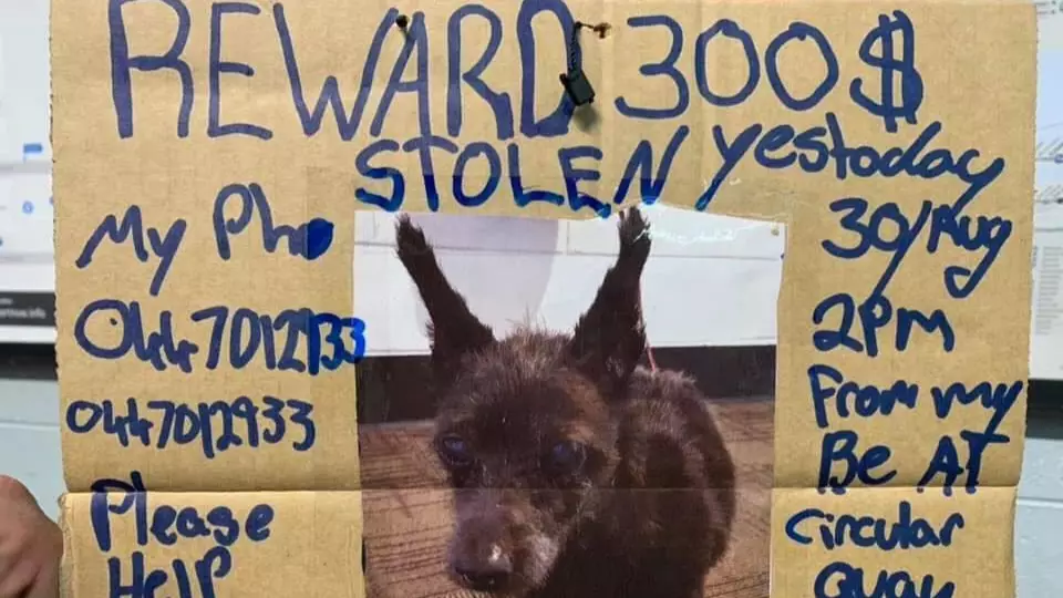 Homeless Sydney Man Makes Heartbreaking Plea After His Beloved Dog Went Missing