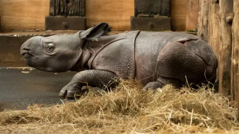 The unnamed Indian rhino calf (