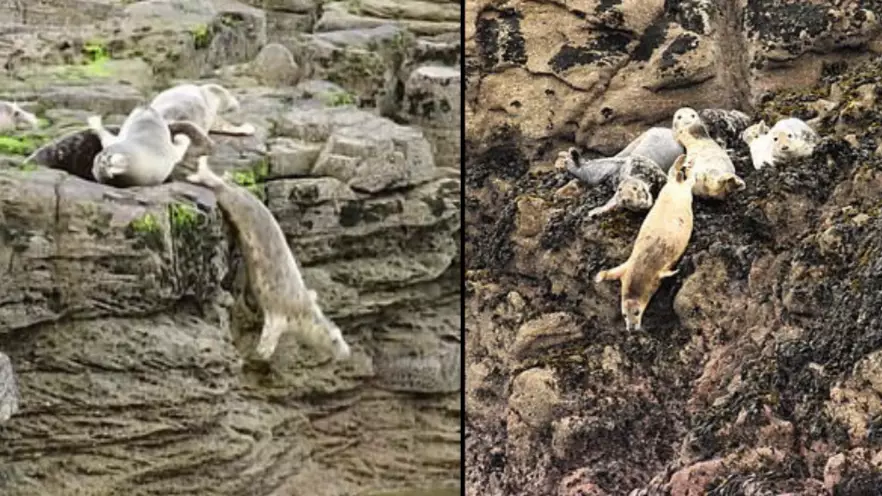 Terrified Seals Are Throwing Themselves Off Cliffs To Flee Intrusive Tourists In Cornwall