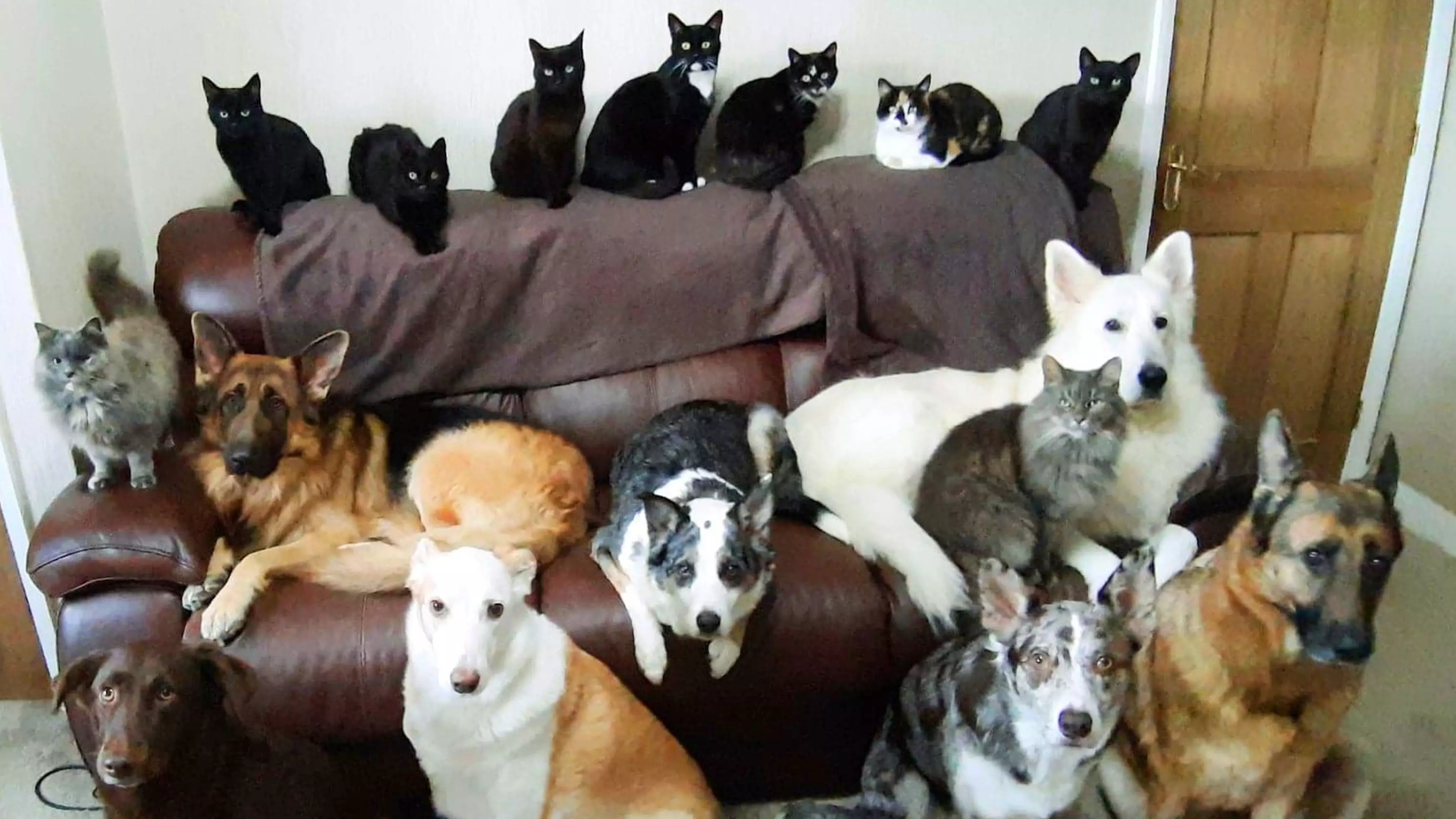 Woman Manages To Get Her 17 Pets To Pose For Incredible Family Paw-Trait