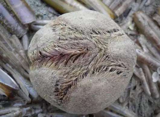 Brown Balls Are Washing Up On British Beaches And People Are Confused