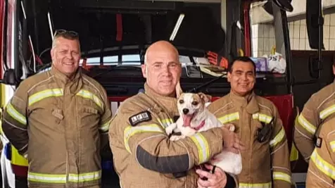 ​Jack Russell Who Nearly Died In Horror Fire Fostered By Firefighter