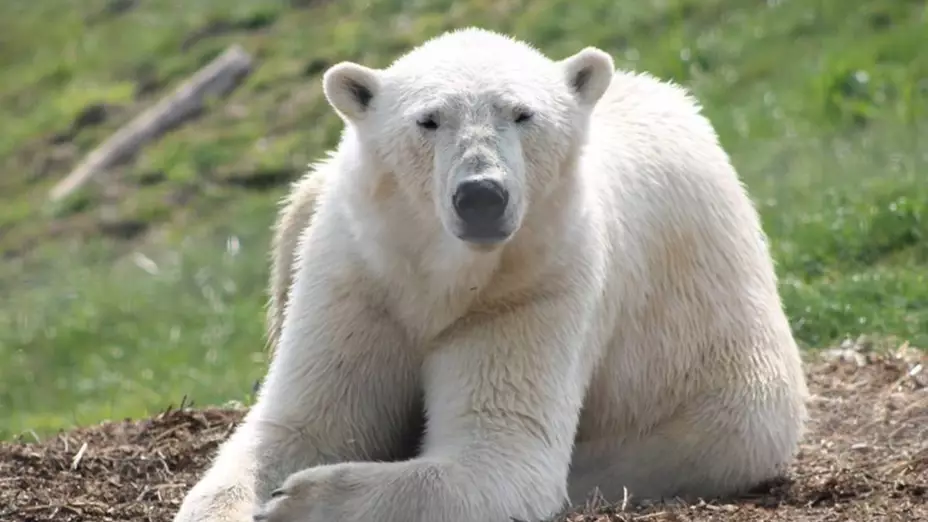 Yorkshire Wildlife Park Is Live Streaming Its Polar Bears Today