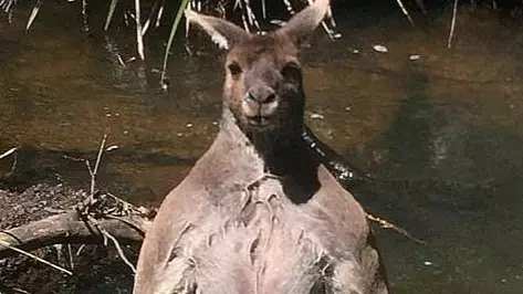 Man Stumbles Across Absolutely Jacked Kangaroo While On Bushwalk