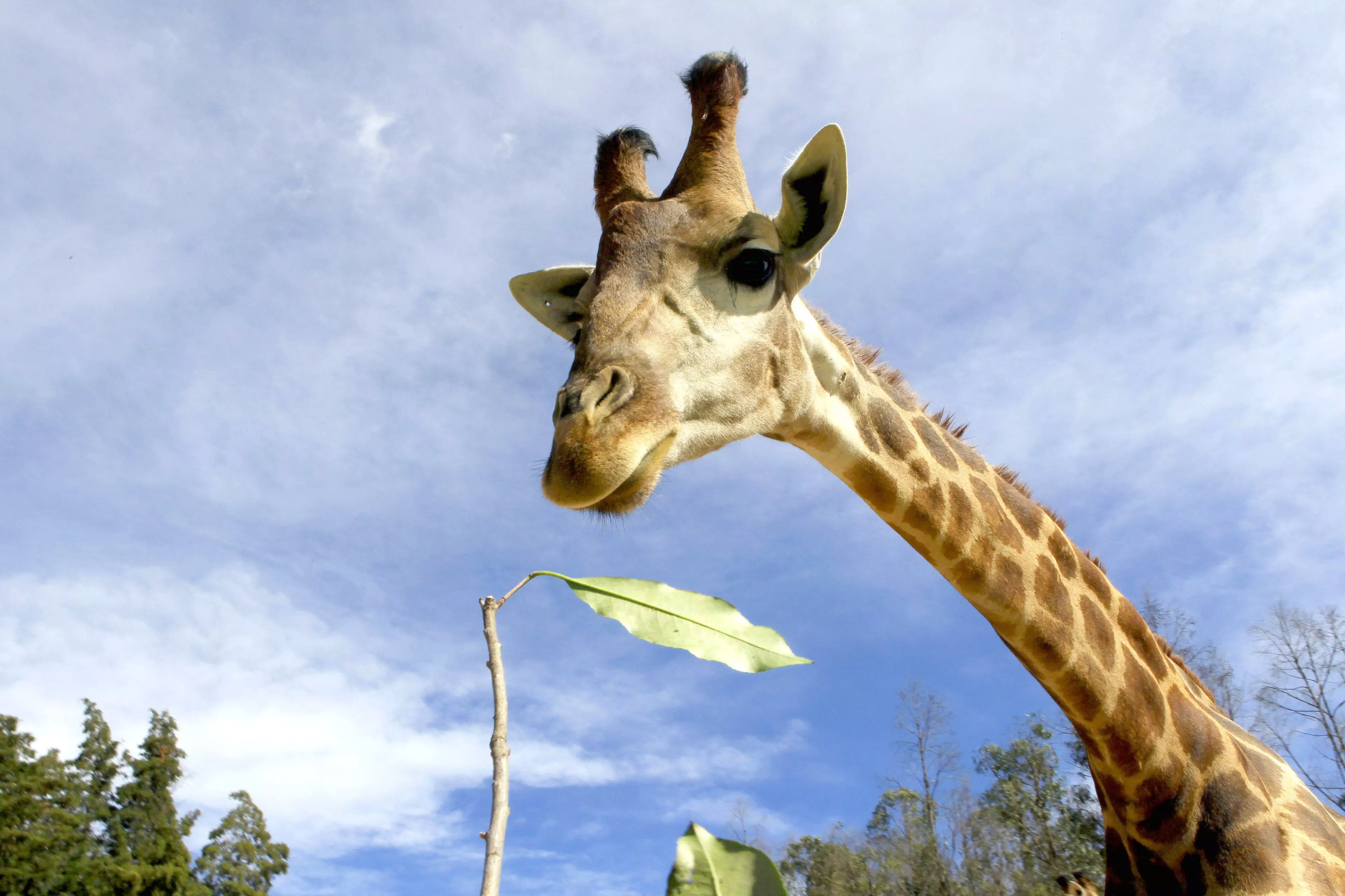 Giraffes Could Soon Be Endangered Due To Trophy Hunting