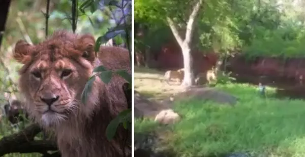 WATCH: Drunk Idiot Jumps Into Enclosure To 'Shake Lions' Hands'