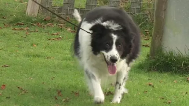 Britain’s Fattest Dog Bopper The Whopper Is ‘Too Fat For A Kennel’