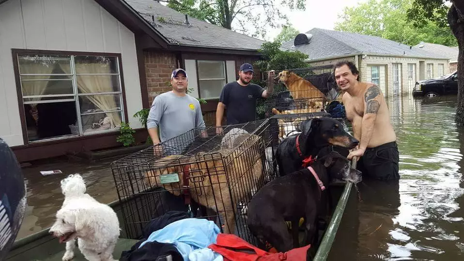 Rescuers Save More Than 20 Dogs From Flood Waters In Houston 