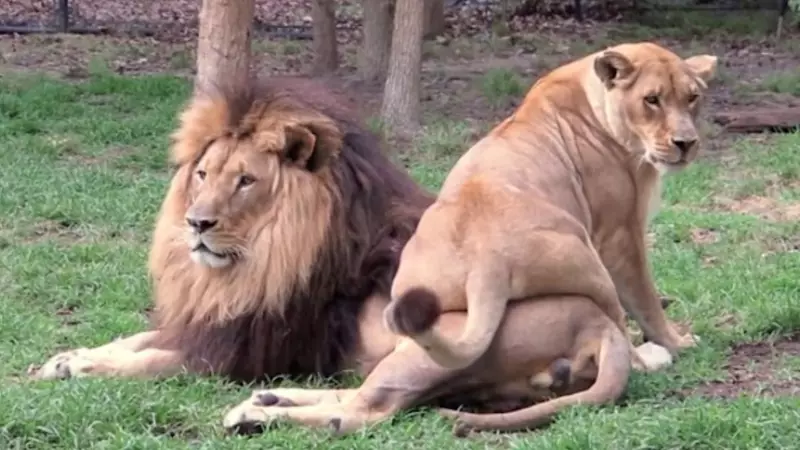 Lioness Gets Completely Blanked By Her Partner After Sitting On Him For Attention