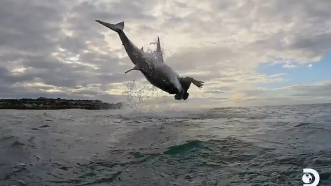 Great White Shark Soars 15ft In The Air, The Highest Ever Seen