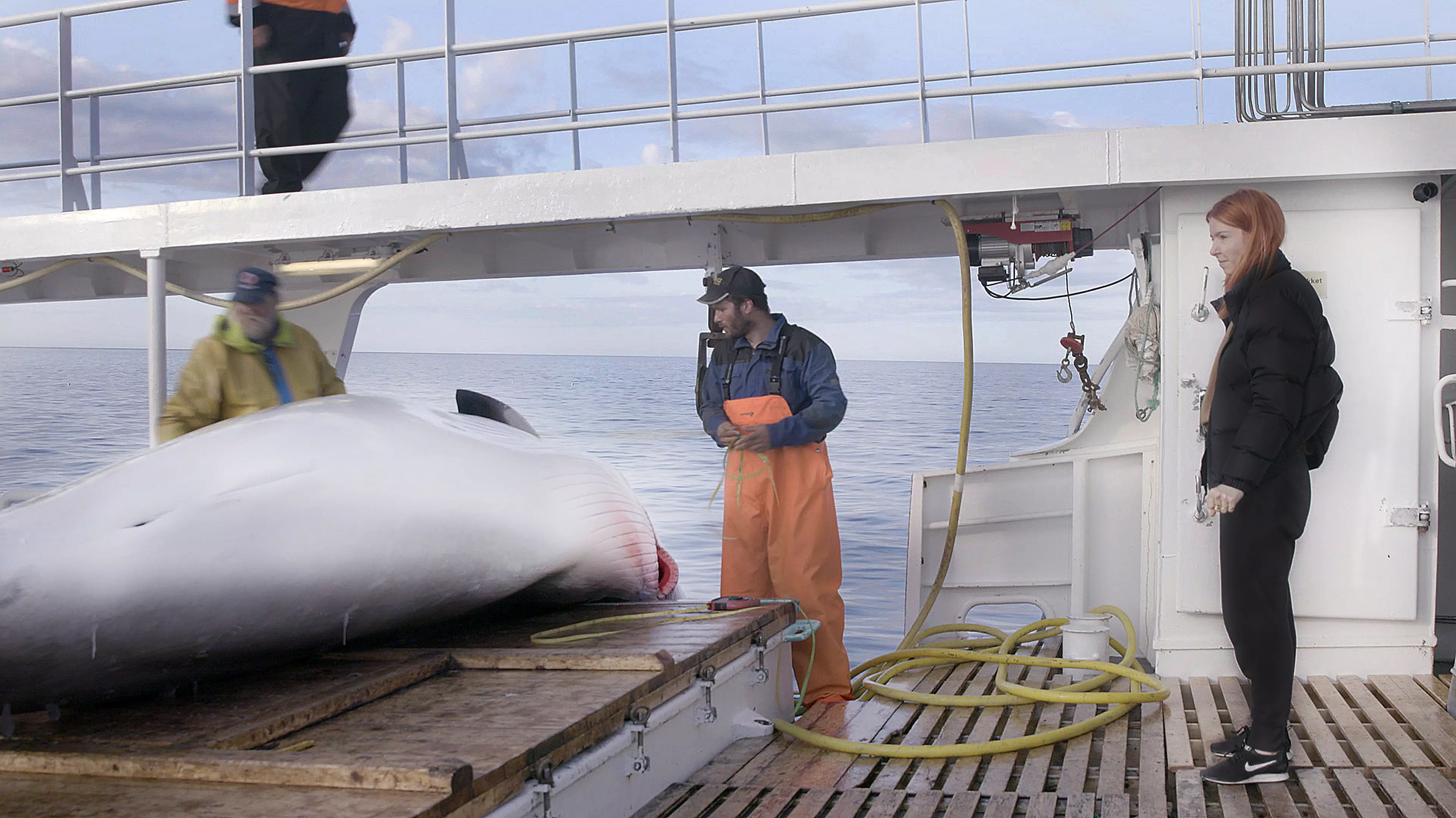 Stacey also catches a glimpse of commercial whaling in Norway (
