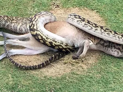 Crikey! A Snake Has Been Filmed Eating A Kangaroo 