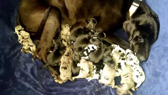 Great Dane Gives Birth To Giant Litter Of 19 Puppies