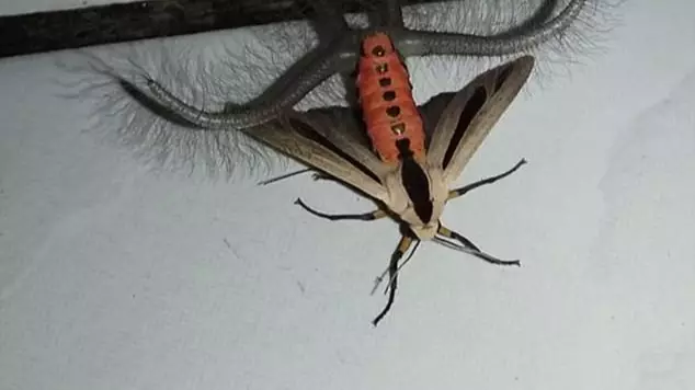 A Disgusting Moth Is Creeping People Out In Australia