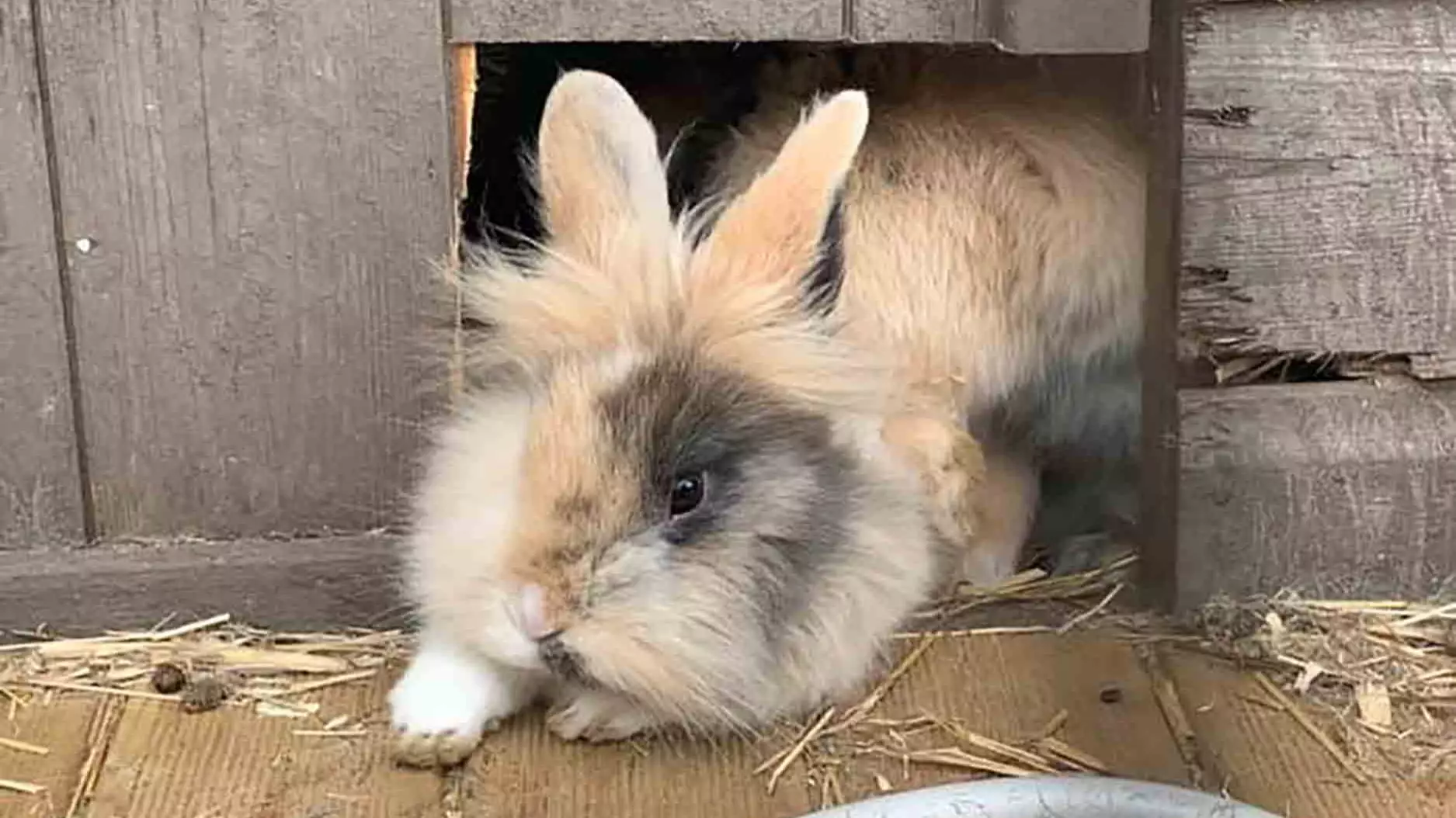 Devastated Pet Owner Says Rabbit Died Due To Fright From 'Bomb-Like Fireworks'
