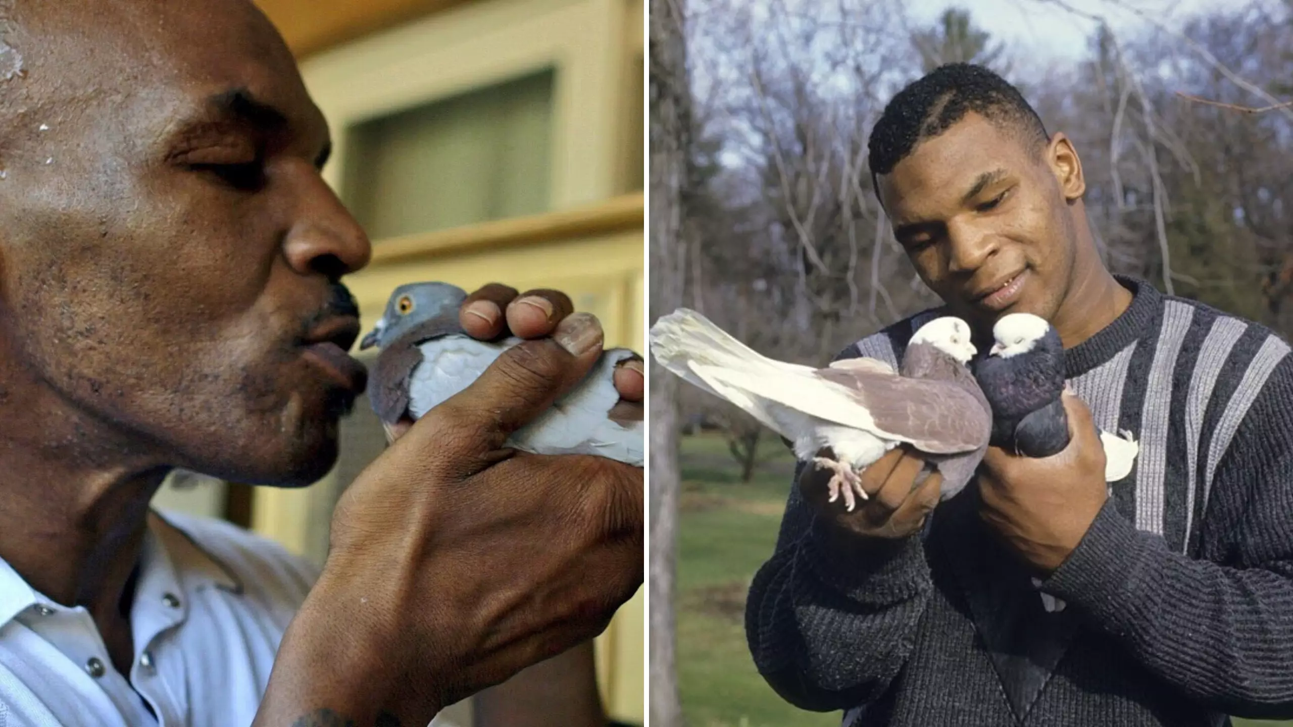 Mike Tyson Involved In Huge Argument With Las Vegas Neighbours Over His Pooping Pigeons