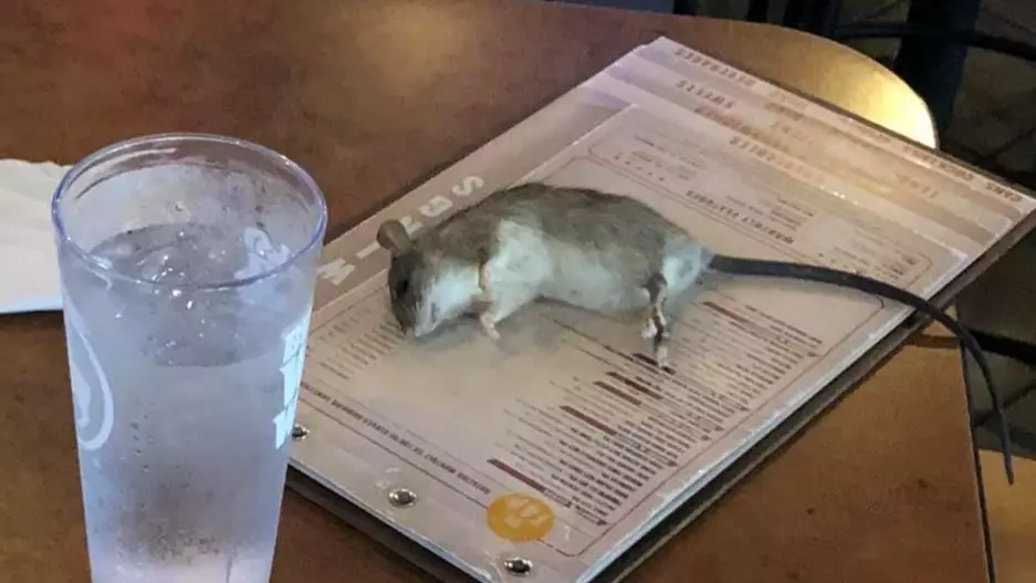 Live Rat Falls From Ceiling In Chicken Wings Restaurant