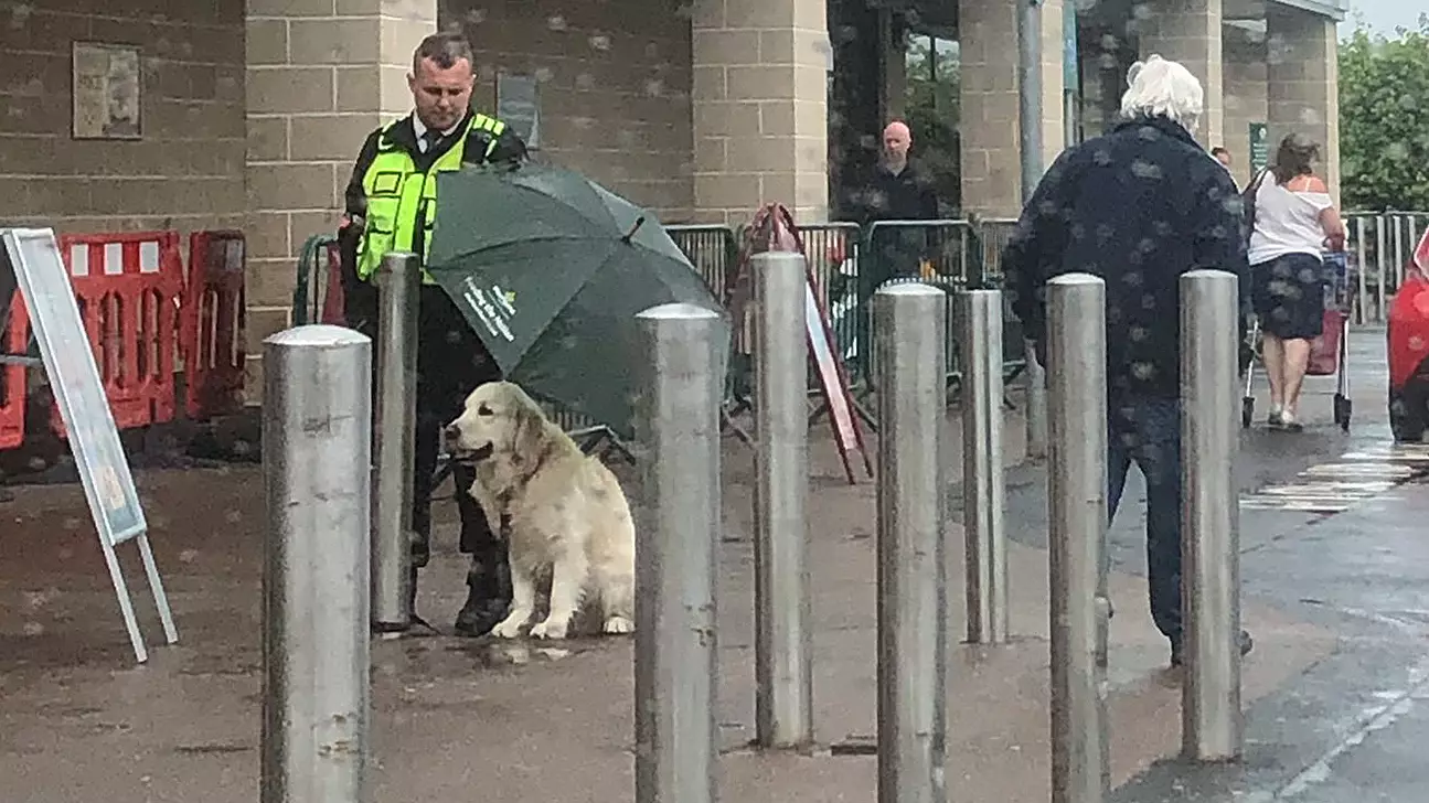 Morrisons Security Guard Praised For Sheltering Dog Under Umbrella In The Rain