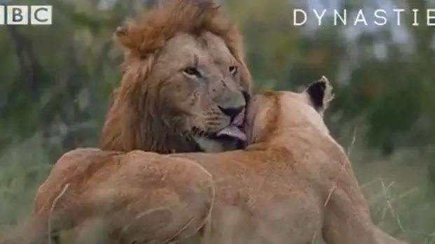 Dynasties: Viewers In Tears Of Joy As Lion Saves His Cousin. Credit:BBC Earth