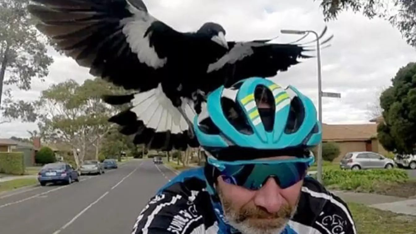 Magpie Swooping Season Has Started Early In Parts Of Australia