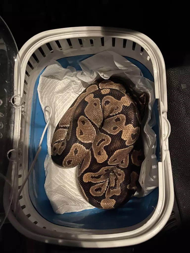 This particular Royal Python was found curled up behind a couple's tumble dryer in their utility room (