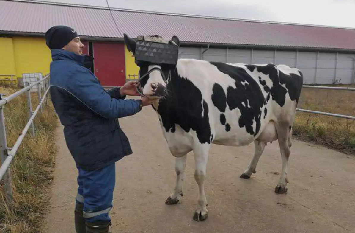 Tests have reportedly claimed that VR headsets have increased the amount of milked produced by the cows.