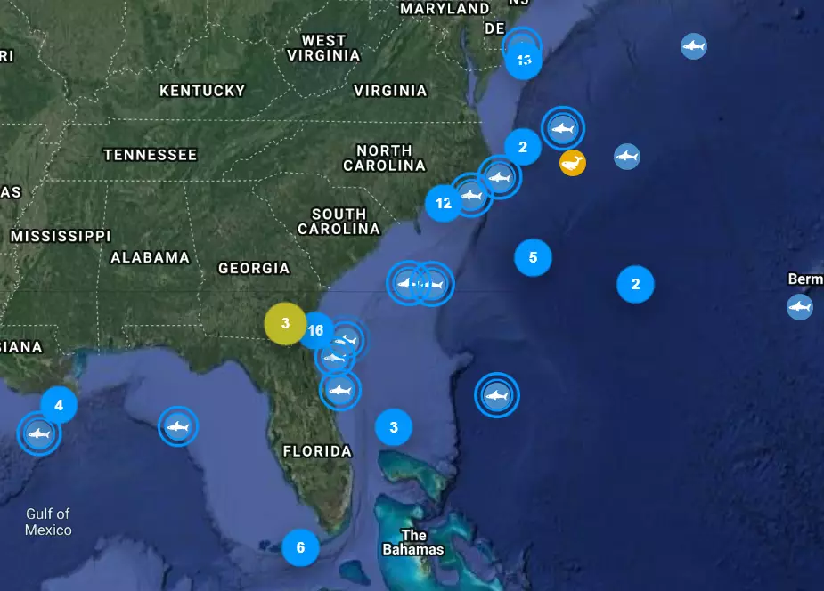 The group of huge white sharks are hunting waters around the east coast.
