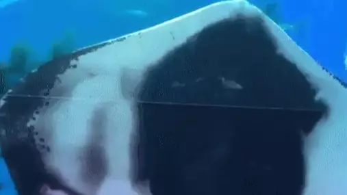 Stingray Eats Live Squid In Aquarium To Shock Tourists