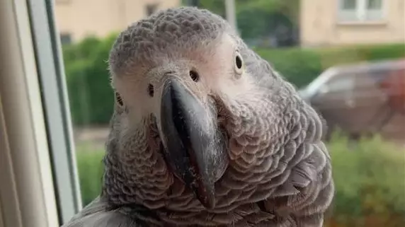Hilarious Parrot With Thick Scottish Accent Goes Viral