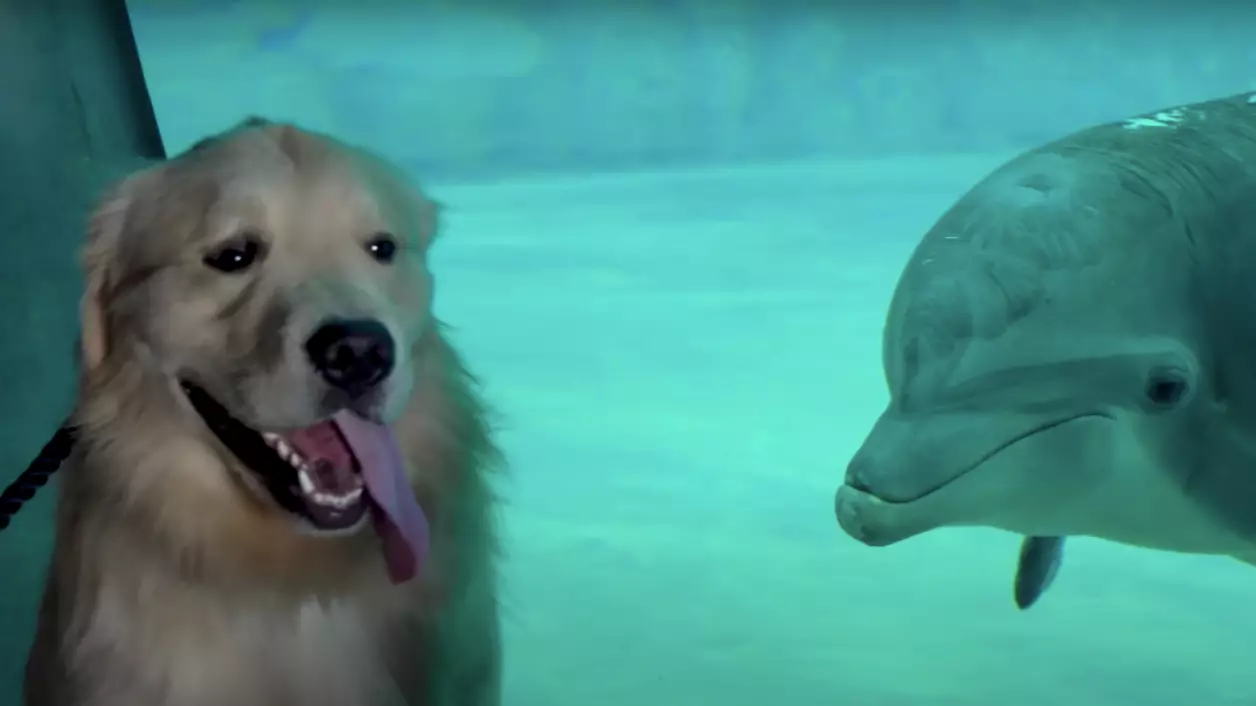 Golden Retriever Gets To Spend Day At Aquarium And Makes Friends With Dolphins