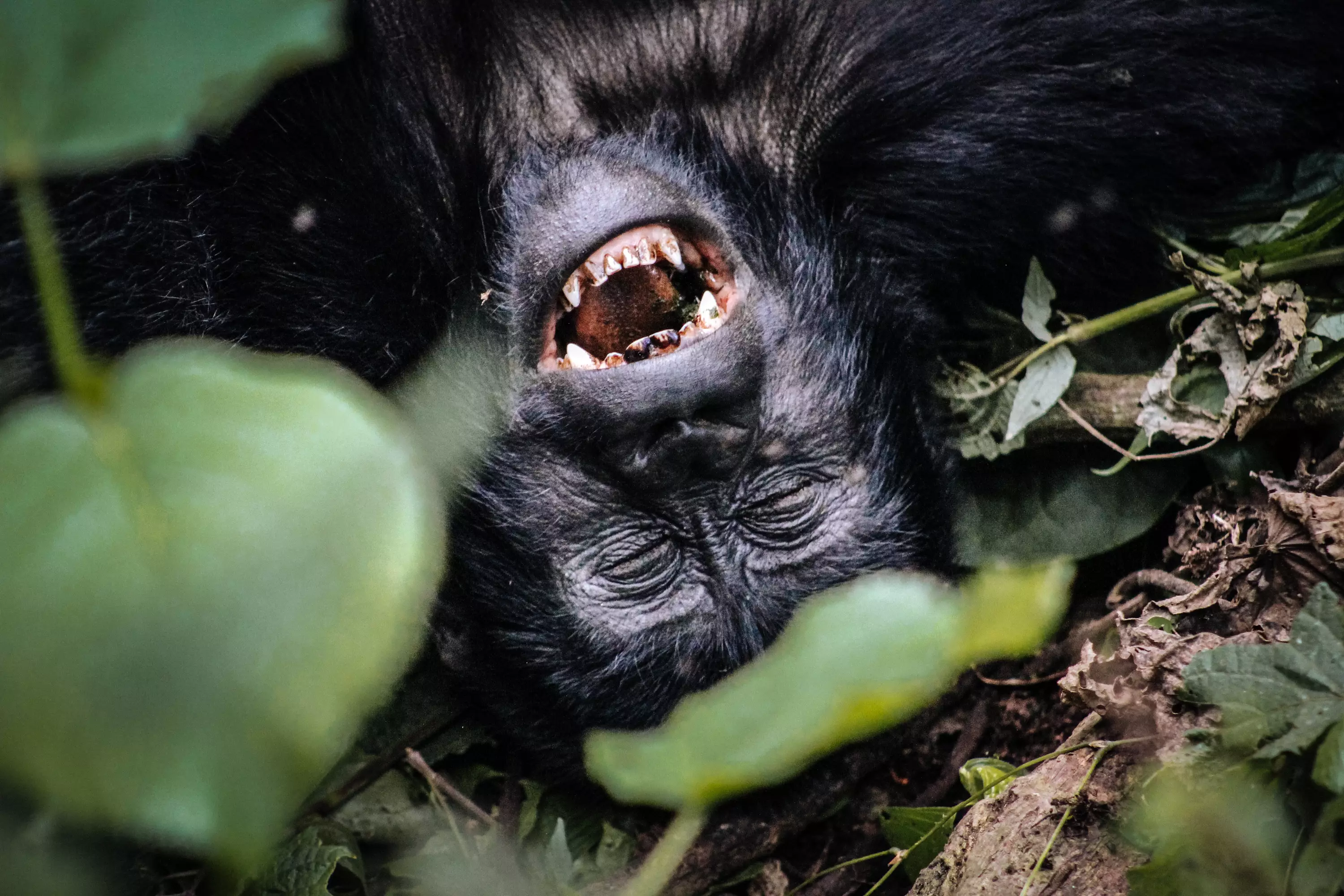 A female mountain gorilla at the Bwindi Impenetrable National Park.
