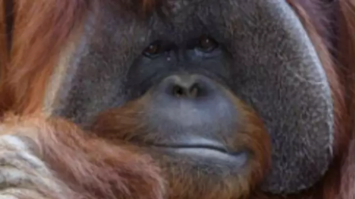 Sign Language Orangutan Dies Aged 39