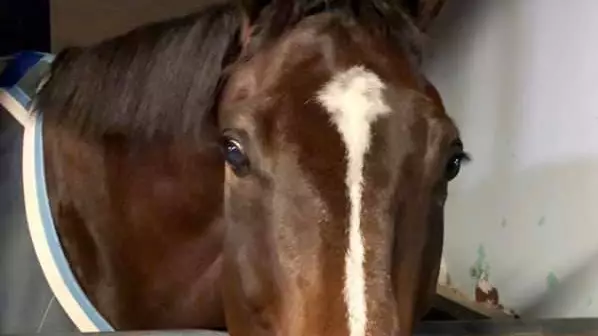 NSW Police Say Horse Is Doing Well After Patrolling 'Awful' Anti-Lockdown Protest