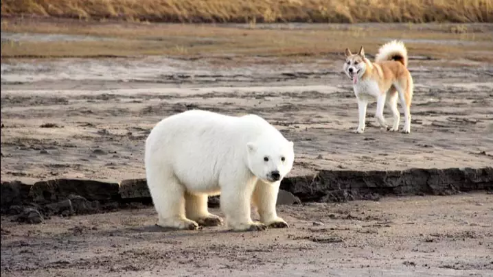Polar Bear Cub Found 450 Miles Away From Natural Habitat 