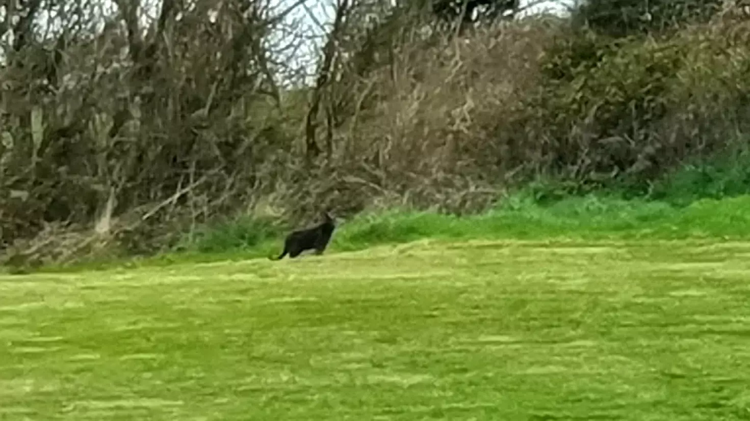 Woman Captures Footage Of A 'Big Cat' In The Cornwall Countryside