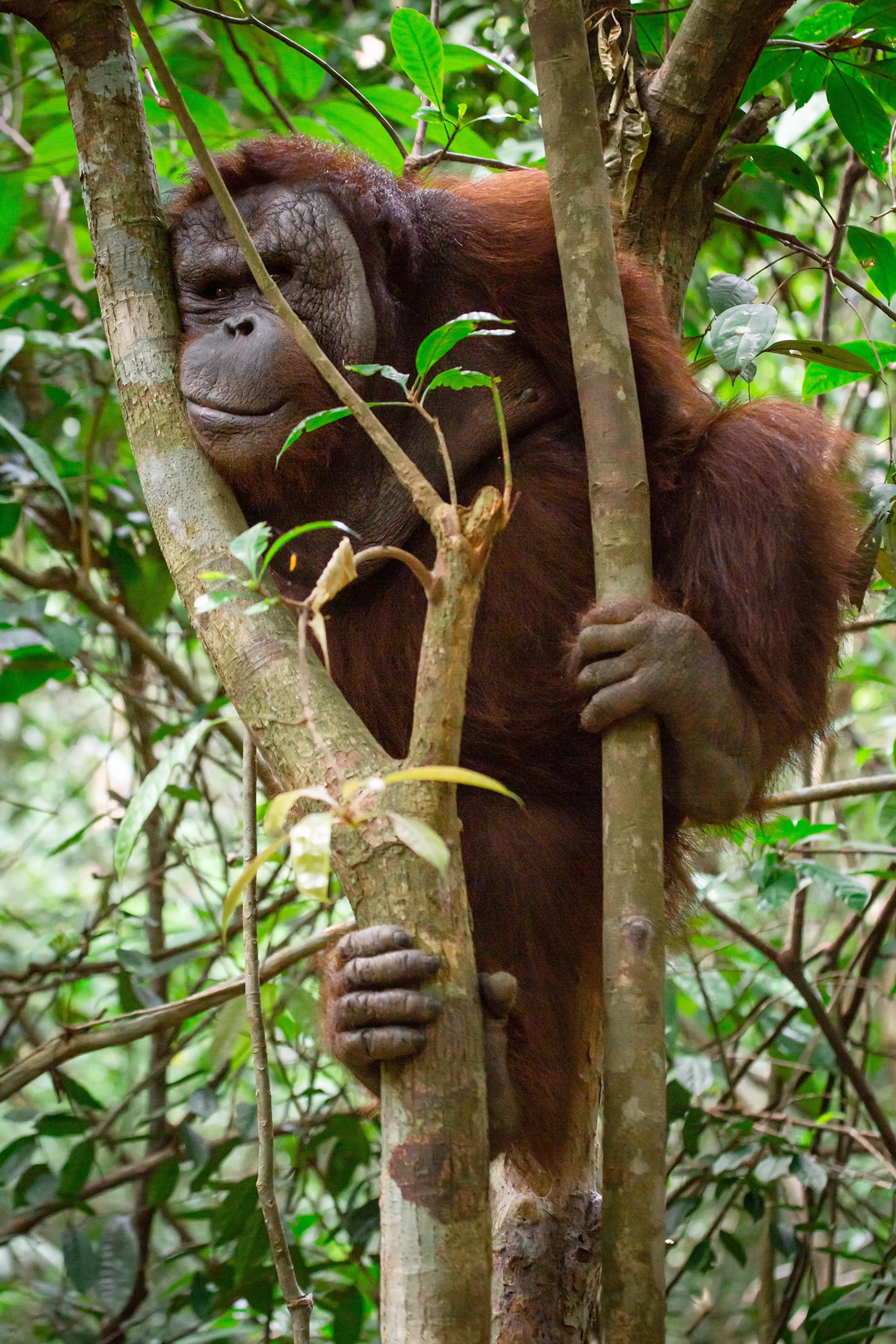 The orangutan has now completed rehabilitation (