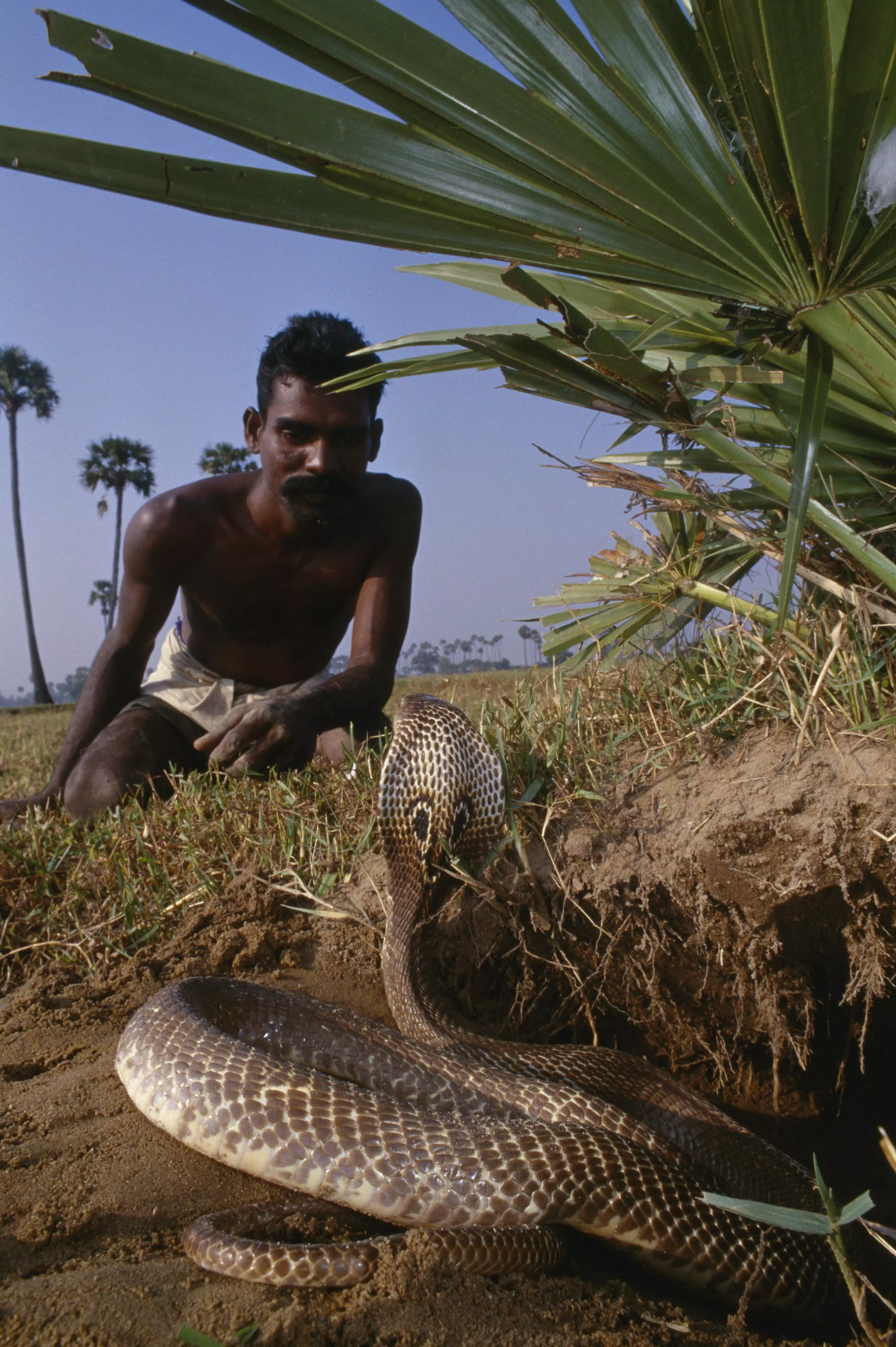 An man who makes a living from catching snakes for vemon extraction.